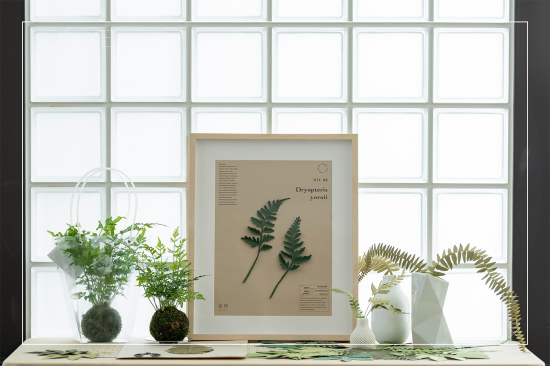 植物成紙後，經(jīng)過(guò)雙手溫度的切剪，再次以植物的型態(tài)存在於生活中，裱入框畫(huà)、插進(jìn)花瓶，擬真的紙蕨，永恆如生，恣意地妝點(diǎn)日常。