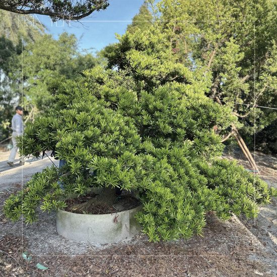 作為入口意象的『羅漢松』，四季常青、沉穩(wěn)長(zhǎng)成，象徵幸福安康與傳承，枝幹柔韌、抗風(fēng)性強(qiáng)，可謂是造景設(shè)計(jì)的首選。