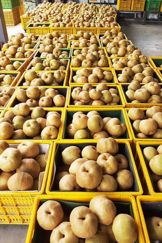 堆成一籃又一籃的小山，等待裝箱配送的梨子們。