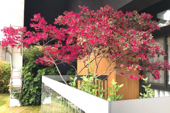 森鄰有樹(shù)初長(zhǎng)成，春神來(lái)訪大塊森鄰，在陽(yáng)臺(tái)邊為紅花繼木抹上胭脂，是一幅藏不了的自然美景。