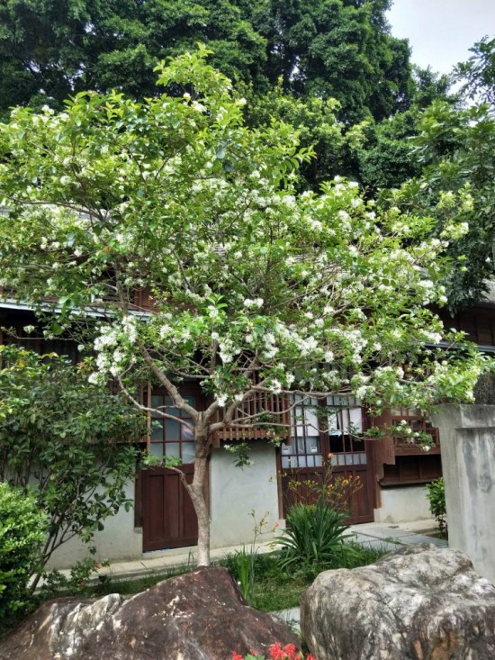 流蘇是否因懷念著誰而白了頭？文學館的一景，正盼著誰歸來？