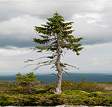 位於瑞典9500年歷史的雲(yún)杉