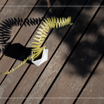 陽(yáng)光灑下，將紙蕨上分明的葉片照映在地面上，光影交織，變幻移動(dòng)，感受光影下的美麗。