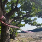 以紅色緞帶為記，牽起與新業(yè)的緣分，等待時(shí)機(jī)，在新的落腳處延續(xù)自然與人的美好記憶。