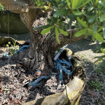 測(cè)量間距，錯(cuò)落規(guī)劃樹(shù)種位置，為景觀增添視覺(jué)層次，呈現(xiàn)建築與自然交織的四季框景。