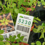 當天新業(yè)夥伴們不只身體力行的為苗木進行換盆作業(yè)，也捐出發(fā)票，為臺灣淺山森林再出一份力，也邀請更多的人共同關注 ＃我愛山林_5230。