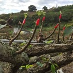 將開(kāi)而未開(kāi)的梨兒，是否像極了梨樹(shù)仰頭，謹(jǐn)以綠中帶白的嫩芽向天示好。