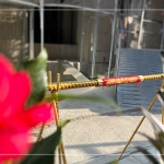 以一段金色鋼筋作為象徵性儀式，也象徵著建築主體已接近完工。