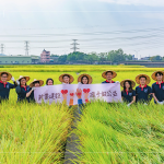 邁入第14年的契作認(rèn)養(yǎng)，以友善農(nóng)法耕作，保障農(nóng)友收益也為環(huán)境留下良田。