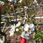 嫩芽綻出梨花後，梨花的任何動(dòng)靜，蜜蜂總是先一步知道。忙著授花粉，提高梨兒結(jié)果率，小蜜蜂不愧是小農(nóng)的好幫手！