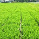 感謝大地之母賜與我們的食糧。