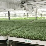 幼苗時(shí)期，給番茄最好的養(yǎng)育環(huán)境，以免受蟲擾溫室環(huán)境悉心呵護(hù)，為維持番茄的授果效率，夜晚也會(huì)啟動(dòng)抽風(fēng)機(jī)幫助降低溫度。