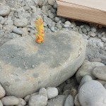 依循腦海中的畫面，選定原石後繫上記號(hào)，未來(lái)將成為社區(qū)內(nèi)的工藝亮點(diǎn)。