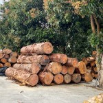 透過素材再利用，延續(xù)了木材的價值，新業(yè)積極響應永續(xù)發(fā)展，打造與自然共存的建築。