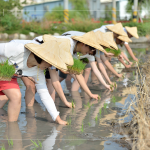 於契作認(rèn)養(yǎng)的霧峰田間，同仁們親身下田體驗(yàn)插秧盛事，感受來自大地的生命力！