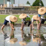 新業(yè)以實(shí)際行動(dòng)參與農(nóng)作，雙腳踏在柔軟的田裡，彎著腰將一株株秧苗種下，手把青秧插滿田，感恩腳下每一寸土地，步步講究、守候與疼惜。