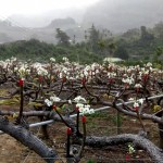 山漫著層層薄霧，山丘上點(diǎn)點(diǎn)白花悄然盛放，近看可細(xì)賞花蕊，遠(yuǎn)觀則儼然山頭被雪染白。