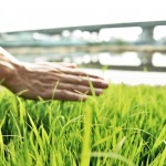 親自下田走一遭，親手拂過稻苗或稻穗，方知農(nóng)民在田野間一切的親力親為，是來自對上天的敬虔與懇切。