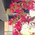 春天來(lái)了很有感，紅花繼木盡情綻放纖細(xì)的瓣兒，它的花語(yǔ)是「幸福與相伴一生」，大塊森鄰將祝福寄予此樹(shù)，願(yuàn)往後歲月靜好，讓日常沉澱出摯美與安好。