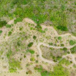 大肚山於早期時，被廣泛種植大黍草，以作為馬匹的糧草，在乾季的壓力下會大量枯萎，容易引起大火，進而影響原生植物的生存。