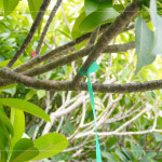 選定每棵樹種後，在樹幹繫上束帶做為紀錄，堅持尋樹的意念，維護樹的理念，保持愛樹的初衷。