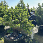 測(cè)量每棵樹(shù)的樹(shù)高及腰圍，細(xì)看樹(shù)形與葉片的茂盛程度，檢視樹(shù)種的生長(zhǎng)狀態(tài)，選擇能與建築共老，與生活並行的風(fēng)景。