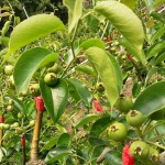 隨著時(shí)間過(guò)去，雪白而輕巧的梨花退了場(chǎng)，轉(zhuǎn)換為一顆顆沉甸甸的果實(shí)。