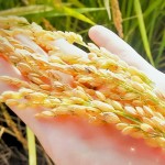 黃澄澄的臺農(nóng)71號稻子，散發(fā)出淡淡的芋頭香氣。