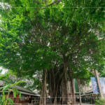 聳立在臺中文學公園的大榕樹，已有80年的歷史，樹高逾18公尺，是全市最高、最美的老榕樹，如今是文學館園區(qū)的重要地標，靜靜見證著文學與自然共融的時光。