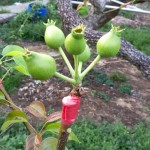 這是否看起來(lái)有點(diǎn)像「矮肥短」版的豬籠草呢？其實(shí)人家是還在幼兒的小水梨啦！跟食肉性植物不同，水梨不必等別人落入陷阱，而是奮力讓自己的料變得更飽滿充實(shí)，更具有可看性。