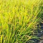 稻穗因飽滿而謙卑自己，建築也當講究自己、禮遇他人。虛心務(wù)農(nóng)知天命，新業(yè)無違建築本心。