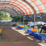 一棵樹苗必須從一顆種子播種開始，由志工們從母樹採集種子，播種發(fā)芽後，進行種子苗換盆作業(yè)，採各組分工，介質裝盆、小苗固定、標籤樹種、灑水等。