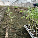 一株株的番茄幼苗，正一排一排在旁候著，等待在此地生根勃發(fā)。幸得嘉南平原日夜溫差大的條件，相信這一批玉女番茄將長得又快又好！