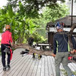 修剪工程不疾不徐的進行，也讓大榕樹底下的日式建築，避免隨時有枝幹掉落的風險，榕樹的成長也更能安心茁壯。