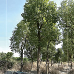 『樟樹(shù)』是常見(jiàn)的百年老樹(shù)，抗害力強(qiáng)、樹(shù)形挺拔優(yōu)美，是人行道與社區(qū)綠蔭中，象徵穩(wěn)定與長(zhǎng)久的歲月風(fēng)景。