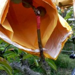 梨的養(yǎng)育與孩子的教育相當(dāng)，在幼果期，梨子還沒(méi)有能力承擔(dān)外在風(fēng)吹雨打，就需要一層保護(hù)避開(kāi)農(nóng)藥及任何汙染物，也因此，農(nóng)民阿君每年收成的水梨送交農(nóng)試所檢驗(yàn)，報(bào)告都是農(nóng)藥零檢出，連皮帶果肉都可放心吃！