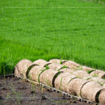 一捲捲的秧苗捲，為了方便搬運(yùn)不壓壞秧苗，層層疊疊，也方便後續(xù)秧苗機(jī)的使用。