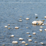 筏子溪，蘊(yùn)含著無(wú)數(shù)個(gè)小生命，牠們的家園，需要你我共同維護(hù)，一起守護(hù)河川；守護(hù)海洋；守護(hù)地球。