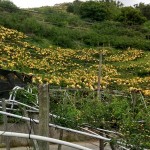 如果說(shuō)梨花海是低調(diào)安靜，那麼梨子套袋後滿山滿谷黃澄澄的畫(huà)面，看起來(lái)則如質(zhì)樸中帶點(diǎn)不容忽視的貴氣性格。