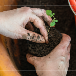 苗種根部水平放置於黑軟盆口，將調配好的介質土壤裝進盆內，並適當敲盆，讓土壤不過於緊密。