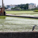 望眼過(guò)去，綠油油一片片的秧苗，每一株都是農(nóng)民們辛苦的付出，散發(fā)著土壤、秧苗、陽(yáng)光交織的香味，也是小夜鷺日常生活的棲地。