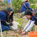 種下榕屬植物，富含水份及乳汁、枝葉茂密、遮陰度高，可抑制大黍草生長，防火林帶不僅兼顧山坡地的防火，更可恢復生物多樣性及森林植群。