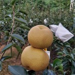 「吾家有梨初長(zhǎng)成」！卸下袋裝的它，碩大的體型看來(lái)相當(dāng)顯眼，難怪被農(nóng)家一眼相中：就決定是你們了，我將帶你們到每一位值得接受祝福的人手中。