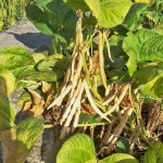 待紅豆莢成熟，農(nóng)民才可一一採收，撥開豆莢挑選出飽滿漂亮的豆籽。