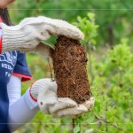 將樹苗種至植穴前，先將土球盤根的部分舒展開，以利樹苗種植後的根系發(fā)展。