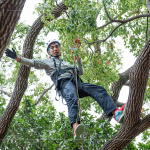 接獲攀樹挑戰(zhàn)的大人們，不惶多讓直攀樹稍，近距離欣賞樹冠的雄偉壯麗