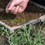 『小小的秧苗寶寶』，夏天需要蓋網(wǎng)子防止曬傷，冬天需要蓋不織布被子防止凍傷，並防止蟲(chóng)害，是農(nóng)民們寶貝的囡仔，悉心的呵護(hù)著。