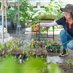 將分盆好的樹苗放置育苗方盤中，為小苗們澆水，後續(xù)統(tǒng)一放在中央培育區(qū)，培育至30-60公分，合適出栽種植的高度。
