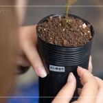 將大肚山原生種的植物標(biāo)籤貼於黑軟盆上緣，方便隨時(shí)記錄成長大小與數(shù)量。