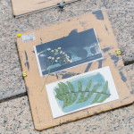 將擺放好素材的明信片，曝曬在太陽(yáng)下約5~6分鐘，被植物與花卉覆蓋的部分將呈現(xiàn)白色，而未覆蓋的區(qū)域則會(huì)顯現(xiàn)出深邃的藍(lán)影。